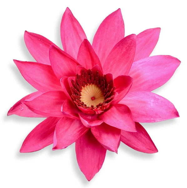 Lotus Flower Isolated White Clipping Path — Stock Photo, Image