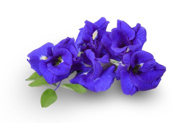 Beyaz kırpma yolu üzerinde izole bezelye çiçek.