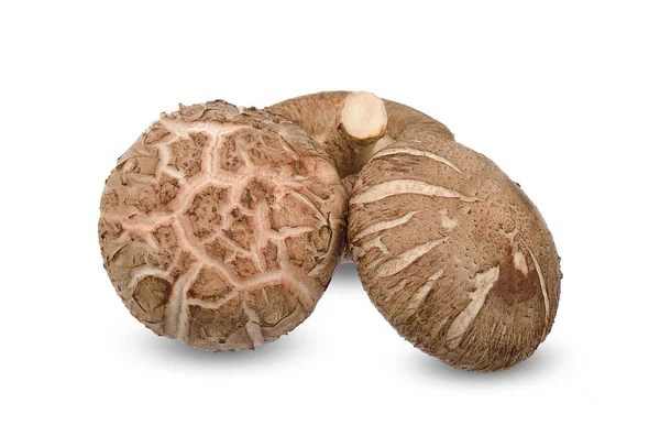 Shiitake Svamp Isolerad Vita Urklippsbana — Stockfoto