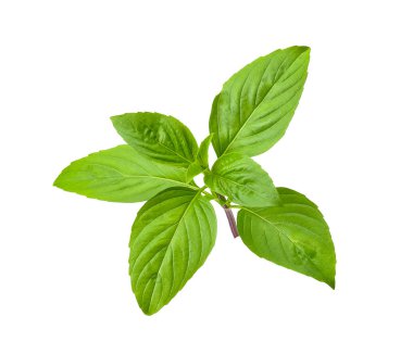 Beyaz kırpma yolu üzerinde izole fesleğen yaprağı.