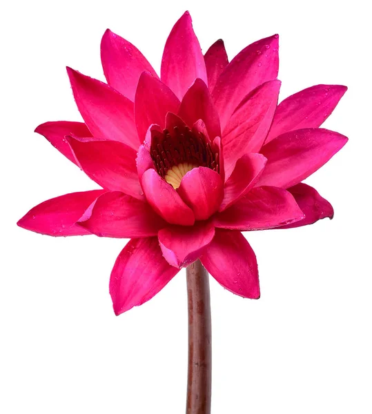 Red Lotus Flower Isolated White Clipping Path — Stock Photo, Image