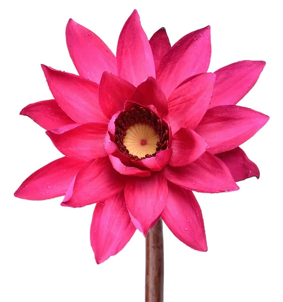 Fleur Lotus Rouge Isolée Sur Chemin Coupe Blanche — Photo