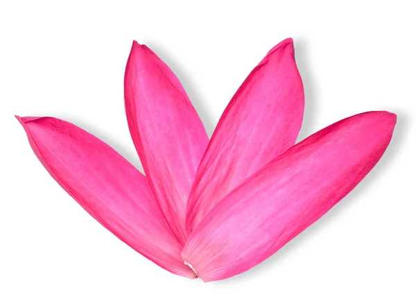 Rotes Lotusblatt Isoliert Auf Weißem Schnittpfad — Stockfoto