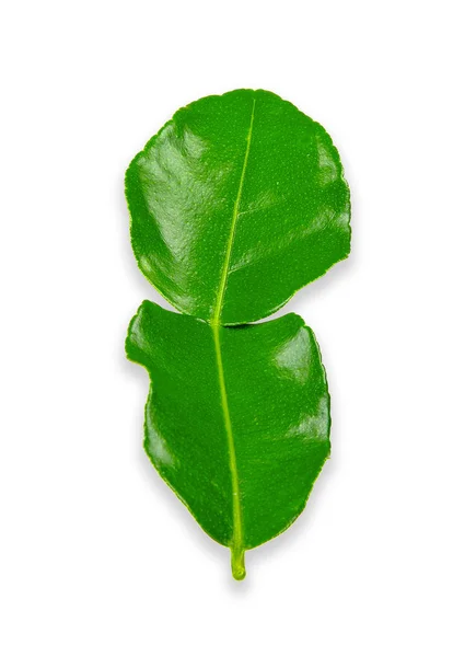 Bergamot Leaf Isolated White Clipping Path — Stock Photo, Image