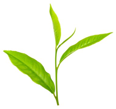 Çay yaprak beyaz kırpma yolu üzerinde izole