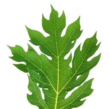 papaya yaprak beyaz kırpma yolu üzerinde izole.