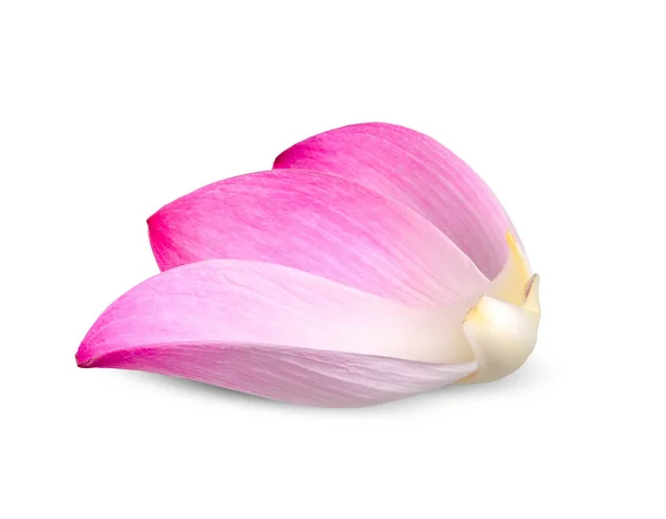 Lotus Leaf Isolated White Clipping Path — Stock Photo, Image