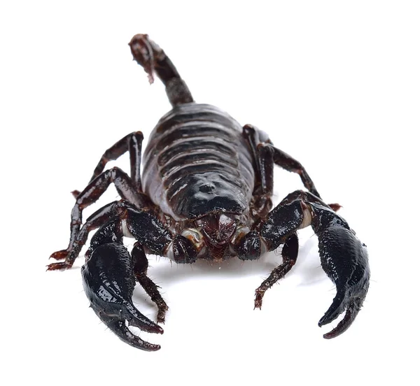 Скорпион Изолирован Белом Фоне — стоковое фото