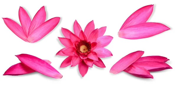 Sammlung Lotusblume Isoliert Auf Weißem Hintergrund — Stockfoto