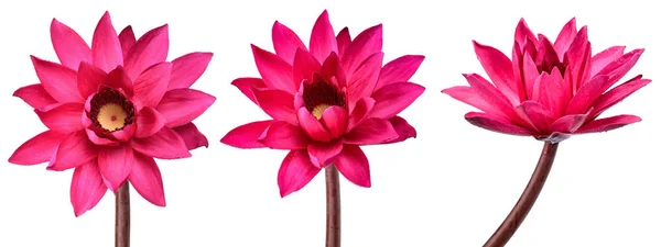Collection Red Lotus Flower Isolated White Background — Stock Photo, Image