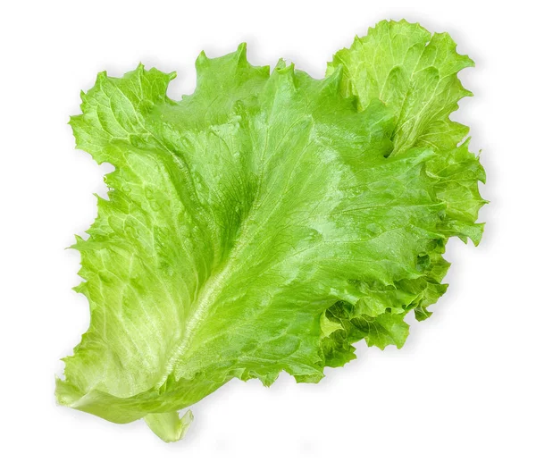 Fresh Lettuce isolated on white with top view