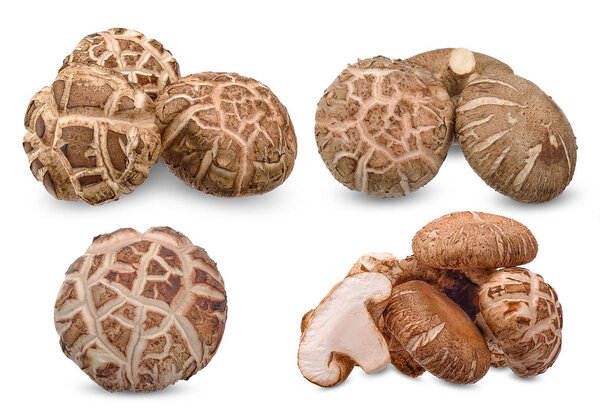 Collection Shiitake mushroom isolated on white clipping path.
