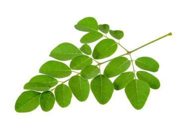 Moringa oleifera yaprağı beyaz izole