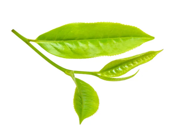 Tea leaf isolated on white clipping path — Stock Photo, Image