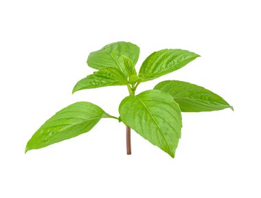 Beyaz kırpma yolu üzerinde izole fesleğen yaprağı