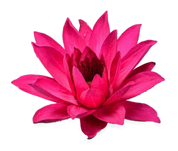 Lotus flower isolated on white clipping path — Stock Photo, Image
