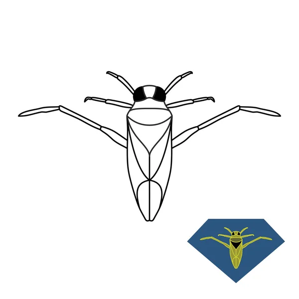 Water bug illustratie. Backswimmer insect Notonecta glauca. — Stockvector