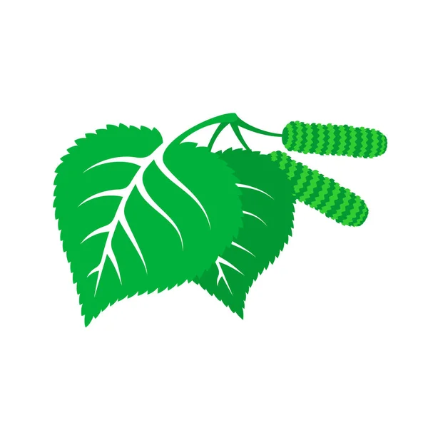 Branche de bouleau avec deux feuilles vertes et un symbole de chatons — Image vectorielle