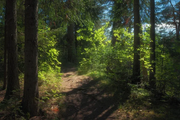 Caminho Iluminado Pela Luz Solar Uma Floresta Coníferas — Fotografia de Stock