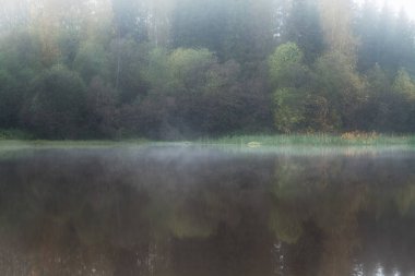Su birikintisi ağaçlarda yansıması bir sisli sabahı