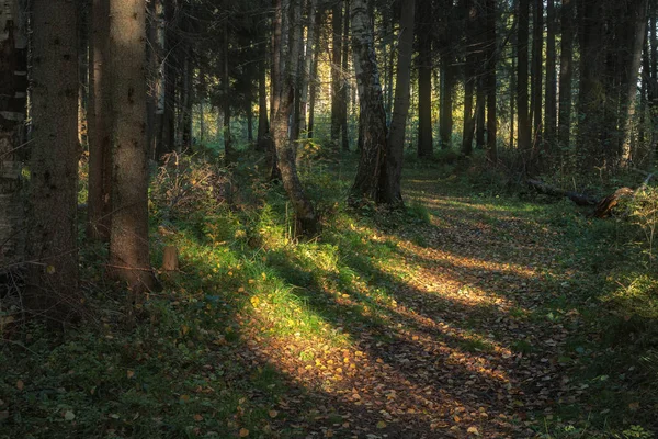 Path Illuminated Sunlight Coniferous Forest — Stock Photo, Image