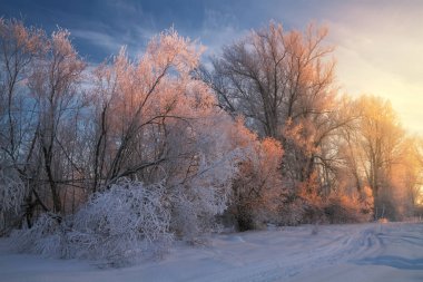 karmobil batımında buz gibi ormanda iz