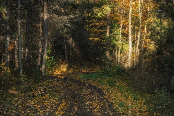 Camino Que Conduce Profundamente Bosque Oscuro Otoño —  Fotos de Stock