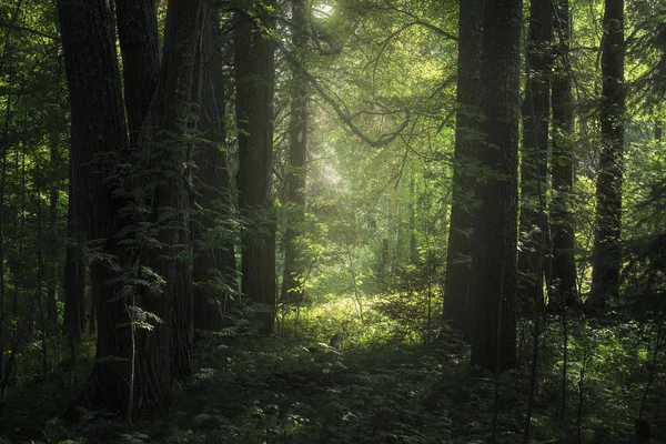 Zonlicht Verlicht Gebladerte Een Forest — Stockfoto