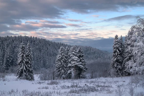 Winter Coniferous Forest Covered Snow Sunset — Stock Photo, Image