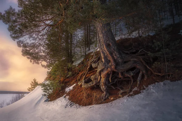 Kiefer Mit Lockigen Wurzeln Fluss Winter Bei Sonnenuntergang — Stockfoto