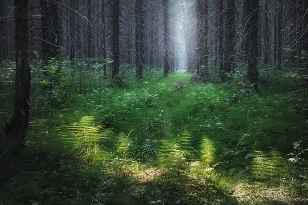 Luz Solar Floresta Escura — Fotografia de Stock