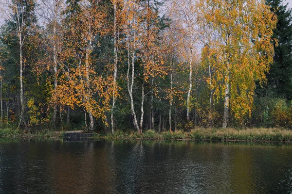 秋の森の白樺湖の近く — ストック写真