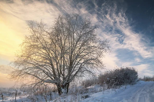 Baum Und Büsche Mit Reif Bedeckt Einem Frostigen Winterabend — Stockfoto