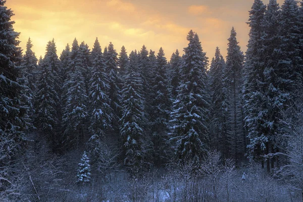 晚上在白雪覆盖的冬季针叶林 — 图库照片