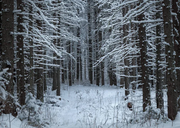 被雪覆盖的冷杉树树干 — 图库照片