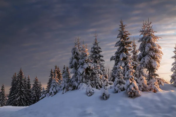 Floresta Coníferas Inverno Coberta Neve Noite — Fotografia de Stock