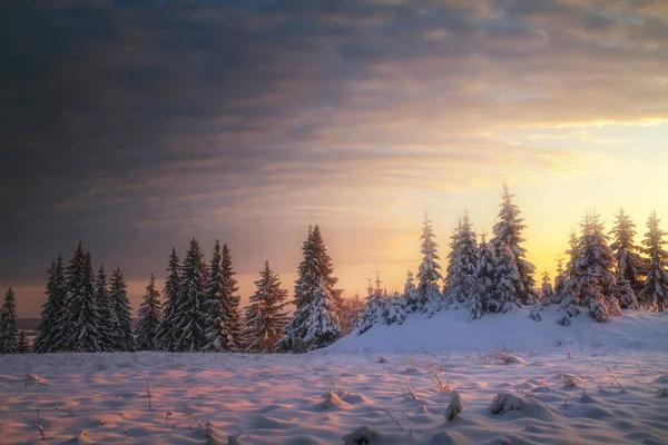 Winter Coniferous Forest Covered Snow Evening — Stock Photo, Image