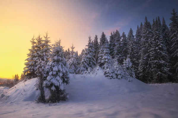 Winter Coniferous Forest Covered Snow Evening — Stock Photo, Image