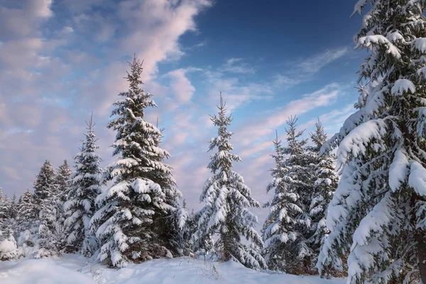 美丽的白雪覆盖的云杉森林的看法 — 图库照片