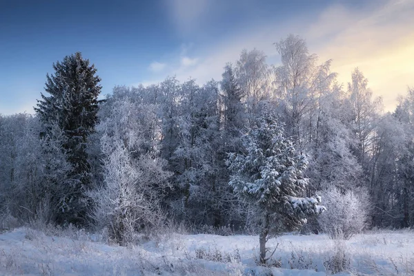 Foresta Invernale Coperta Neve Tramonto — Foto Stock