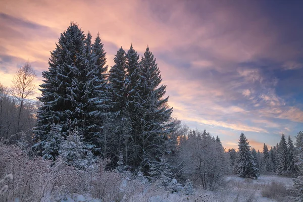Musim Dingin Hutan Konifer Ditutupi Dengan Salju Malam Hari — Stok Foto