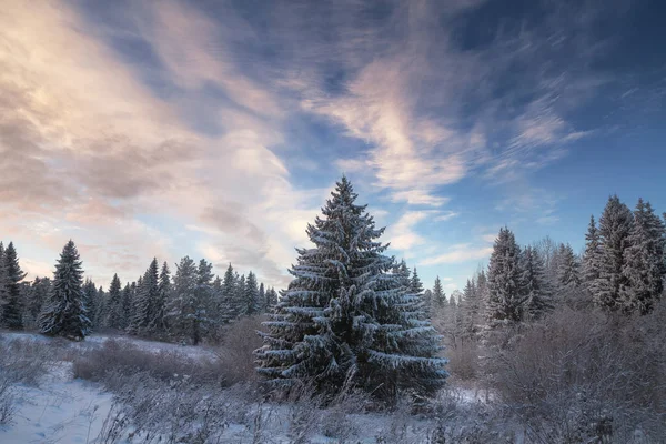 Floresta Coníferas Inverno Coberta Neve Susnet — Fotografia de Stock