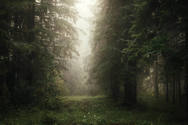 Misty morning in the coniferous forest