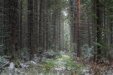 sonbahar karda ilk iğne yapraklı orman