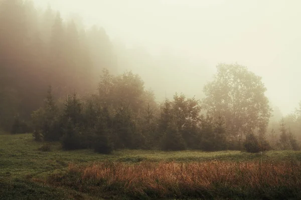 Nebliger Morgen Auf Einer Waldlichtung — Stockfoto