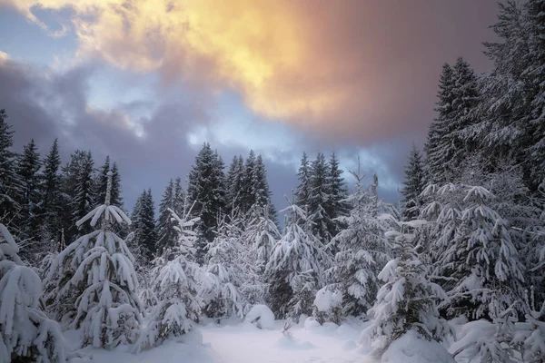 Χειμώνας Δάσος Καλυμμένα Χιόνι Στο Ηλιοβασίλεμα — Φωτογραφία Αρχείου
