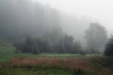 bir orman glade puslu sabah