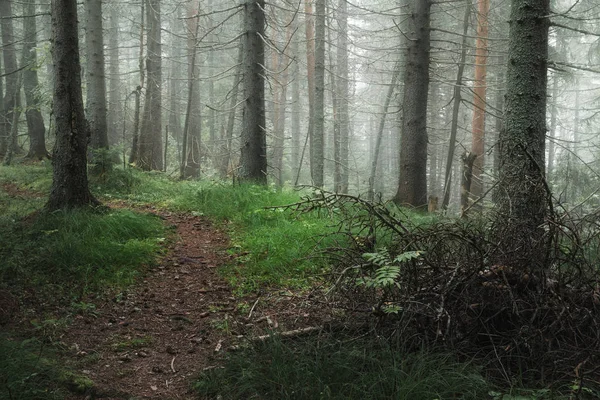 path in a coniferous forest on a foggy summer morning