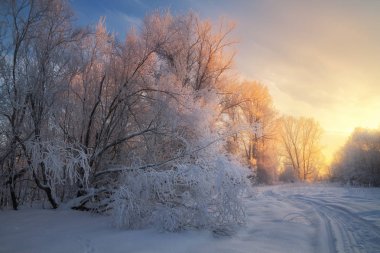 karmobil batımında buz gibi ormanda iz