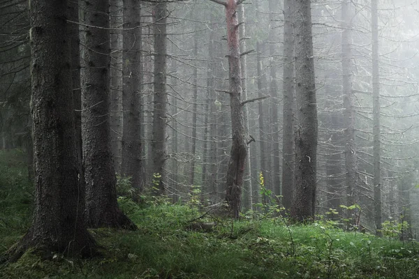Naaldhout Bos Een Mistige Zomerochtend — Stockfoto